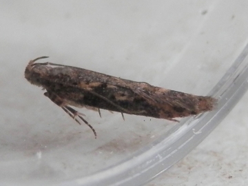 Scrobipalpa costella 